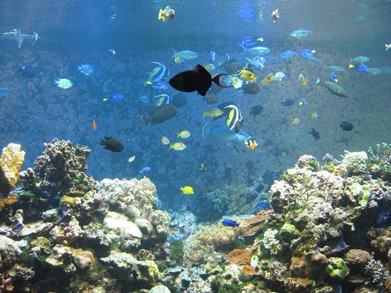 Suma Aqualife Park Kobe